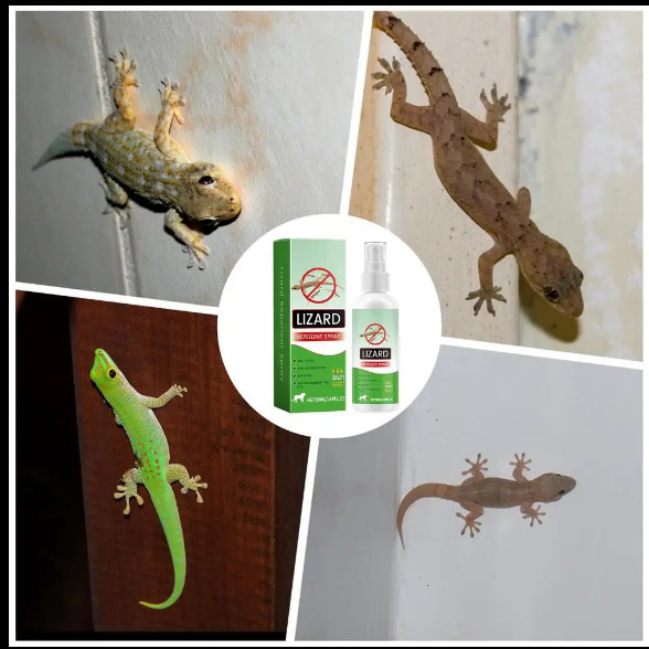 Silent Home Gecko Guard